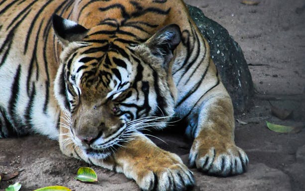 Tiger resting on the ground at Zoo Melaka.