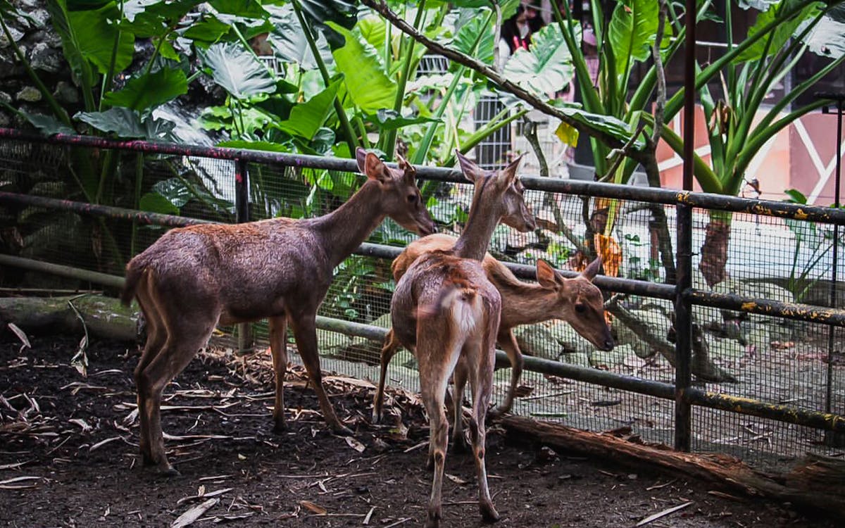 admission tickets to zoo melaka-11 admission tickets to zoo melaka-11