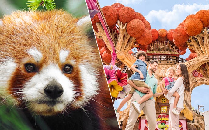 Red panda at Parco Natura Viva and family at Gardaland Park, Italy.