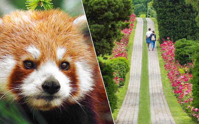 Red panda at Parco Natura Viva and couple walking in Parco Giardino Sigurtà.