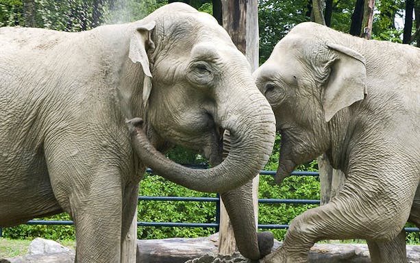 Elephants interacting at Krakow Zoo.