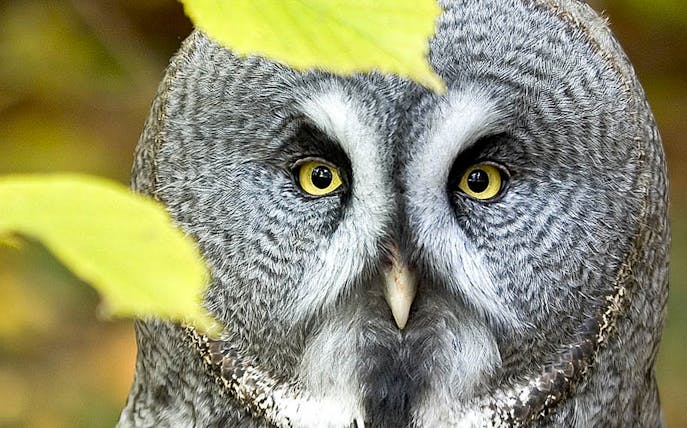 Owl with yellow eyes at Krakow Zoo.