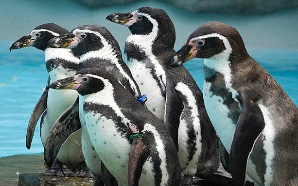 Penguins standing by the water at Krakow Zoo.