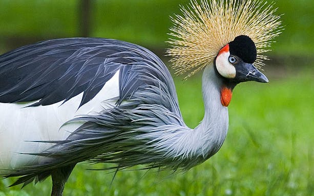 Crowned crane at Krakow Zoo.