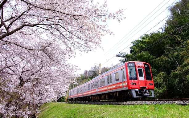 Nankai Railway train passing cherry blossoms in Japan.