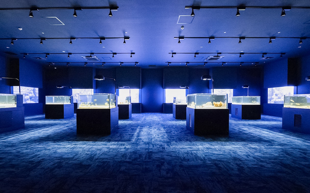 Aquarium tanks with marine life at DMM Kariyushi Aquarium, Okinawa.