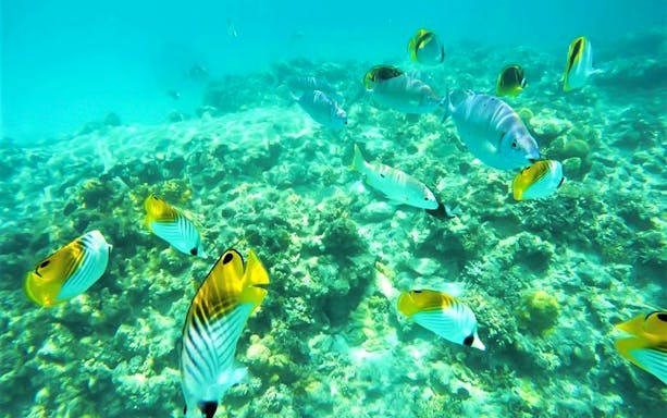 Colorful fish swimming over coral reef at Aharen Beach, Okinawa, Japan.