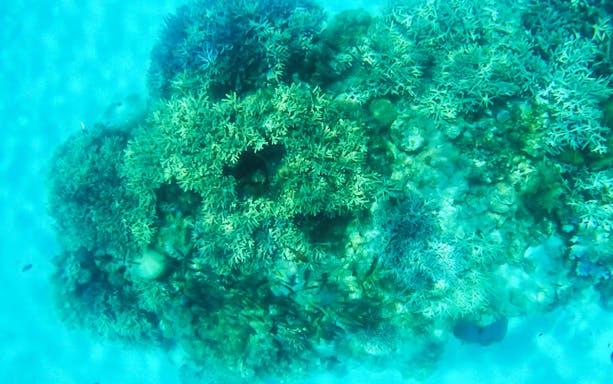 Coral reef underwater at Aharen Beach during sea-bathing tour.