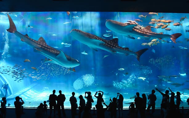 Whale sharks swimming in Okinawa Churaumi Aquarium, part of the sightseeing bus tour with Ryukyu Village.