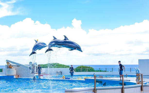 Dolphins performing at an aquarium in Okinawa during a sightseeing bus tour.
