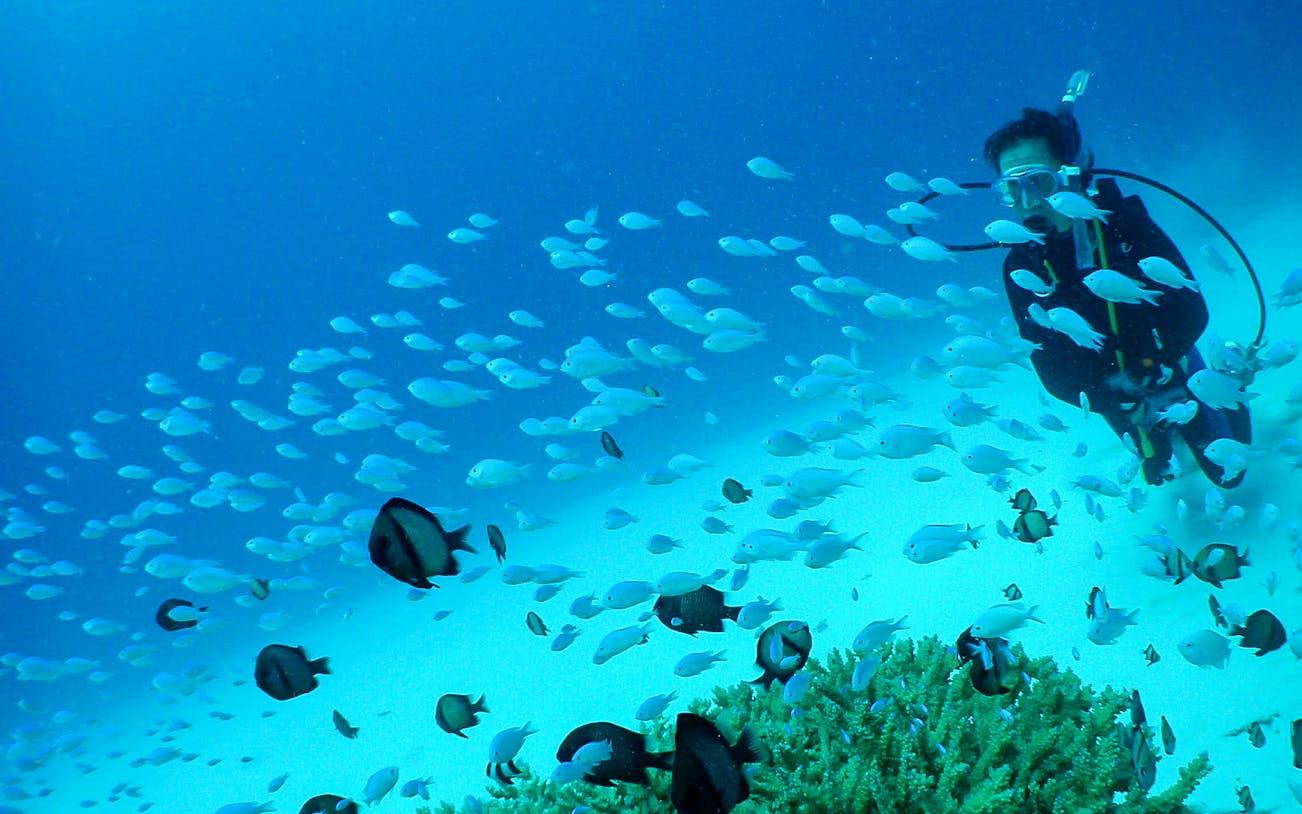 Diver exploring coral reef with fish at Kerama Islands.