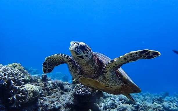Sea turtle swimming over coral reef at Kerama Islands snorkeling tour.