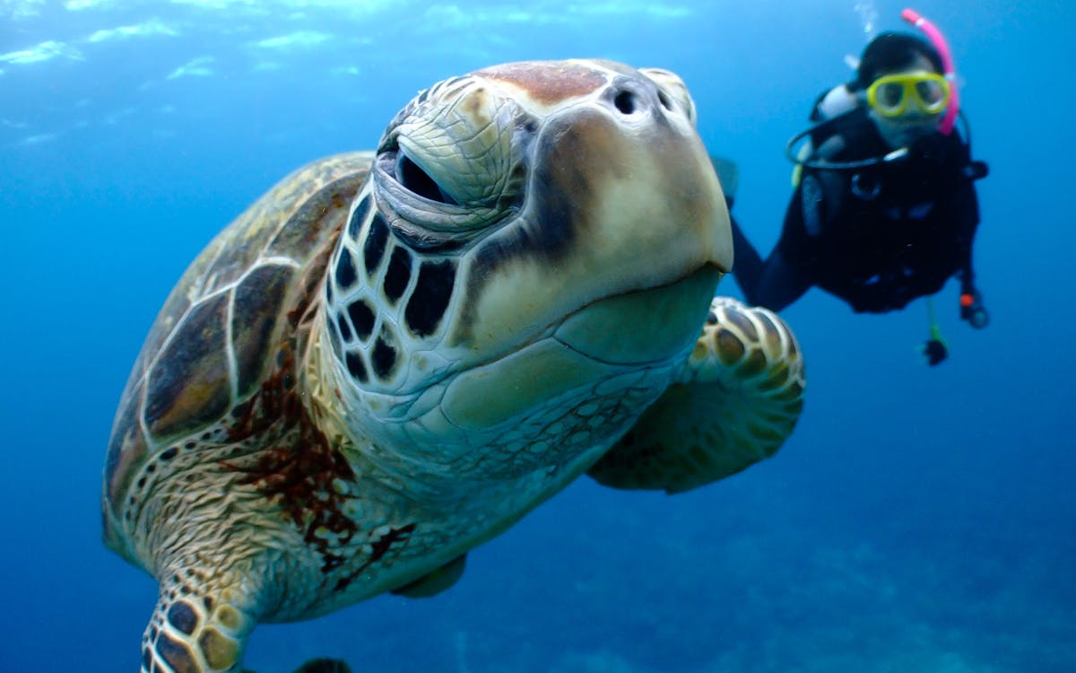 3-point snorkeling or diving tour at kerama islands-8 3-point snorkeling or diving tour at kerama islands-8