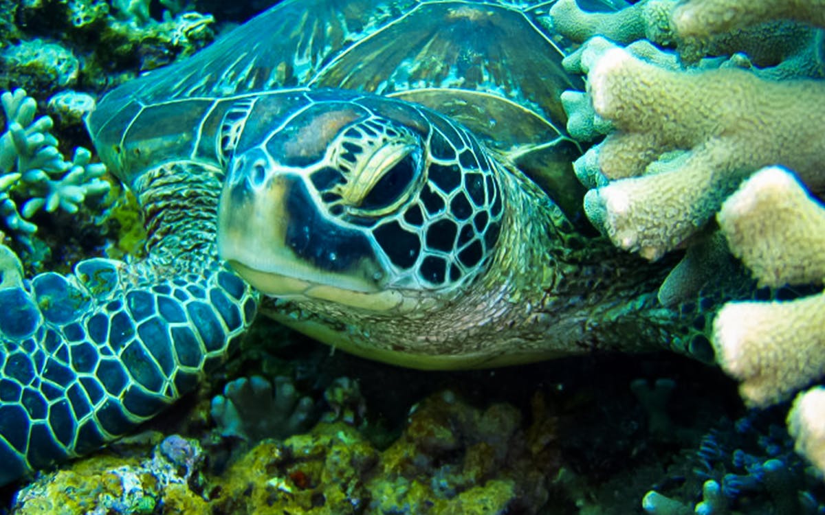 3-point snorkeling or diving tour at kerama islands-10 3-point snorkeling or diving tour at kerama islands-10