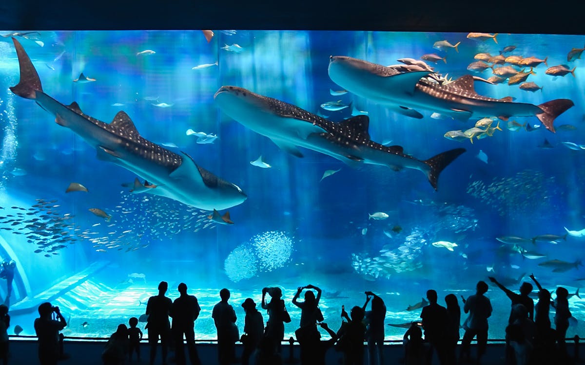 1 day sightseeing bus tour of okinawa with american village-8 1 day sightseeing bus tour of okinawa with american village-8