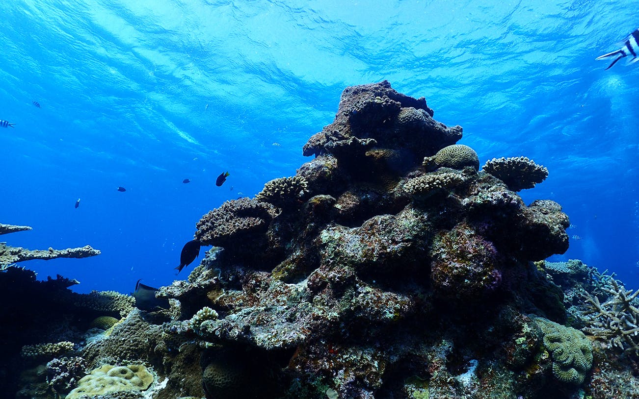 Coral reef and fish underwater during snorkeling tour in Kerama Chibishi Island, Japan.