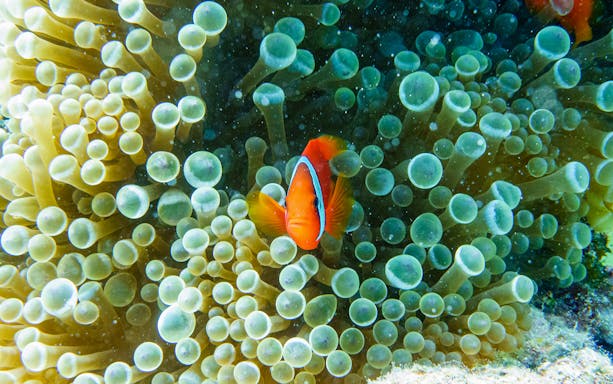 Clownfish swimming among sea anemones during snorkeling tour in Kerama Chibishi Island.