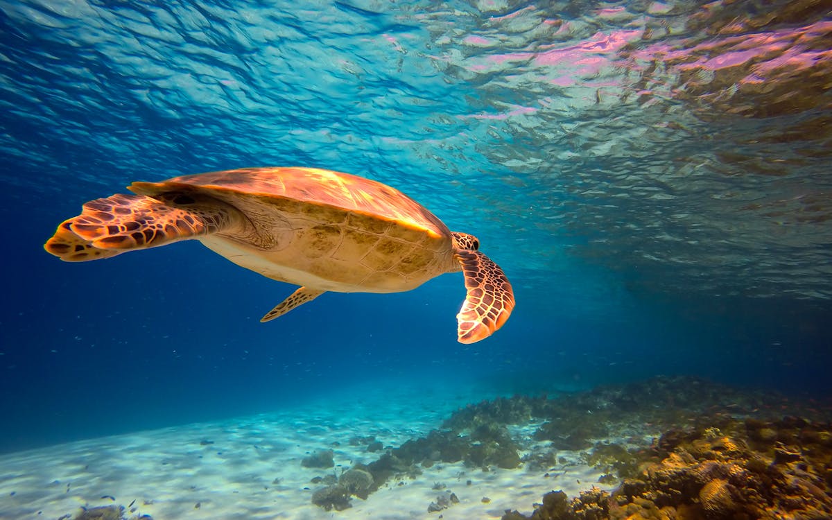 half day guided snorkeling tour in kerama chibishi island with optional parasail-6 half day guided snorkeling tour in kerama chibishi island with optional parasail-6