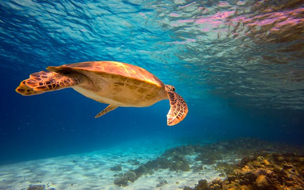 Sea turtle swimming over coral reef in Kerama Chibishi Island during snorkeling tour.
