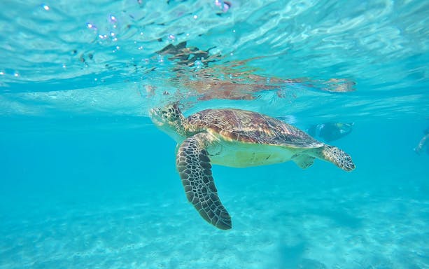 Sea turtle swimming underwater at Tokashiku Beach during seabathing tour.