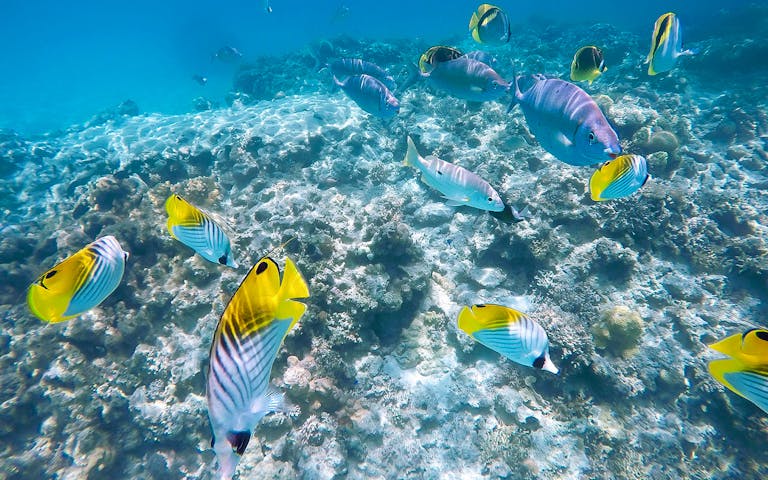 Book A 1 Day Tour Of Tokashi Island With Lunch