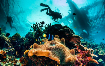 Scuba divers exploring coral reef in Dubai waters.