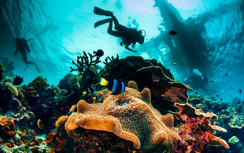 Scuba divers exploring coral reef in Dubai waters.