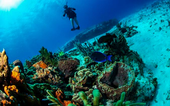Scuba diver exploring coral reef in Dubai waters.