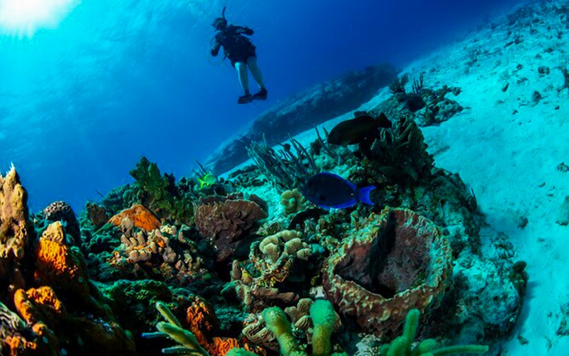 Scuba diver exploring coral reef in Dubai waters.