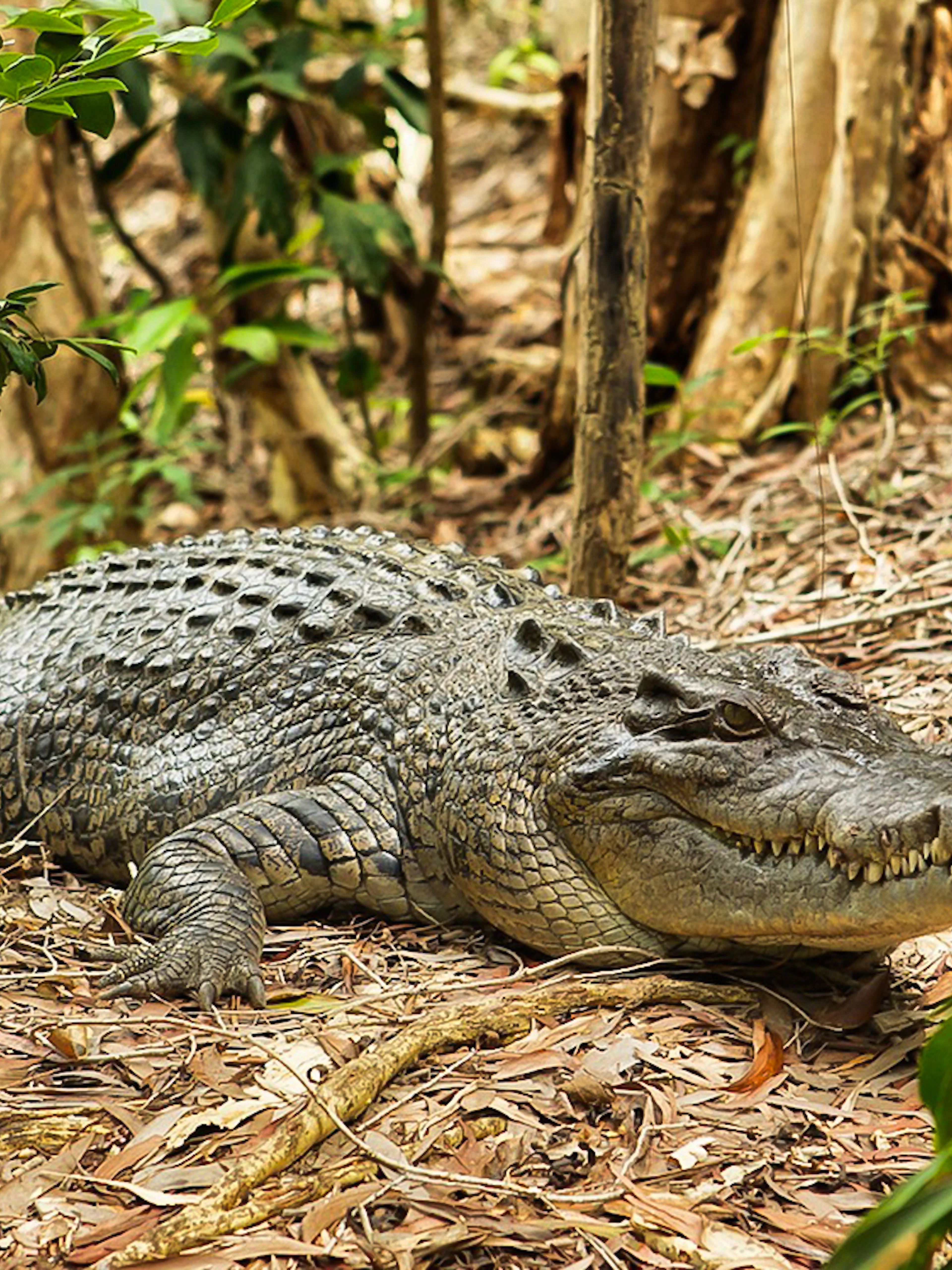 Crocodile resting on forest floor at Hartley’s Crocodile Adventures.
