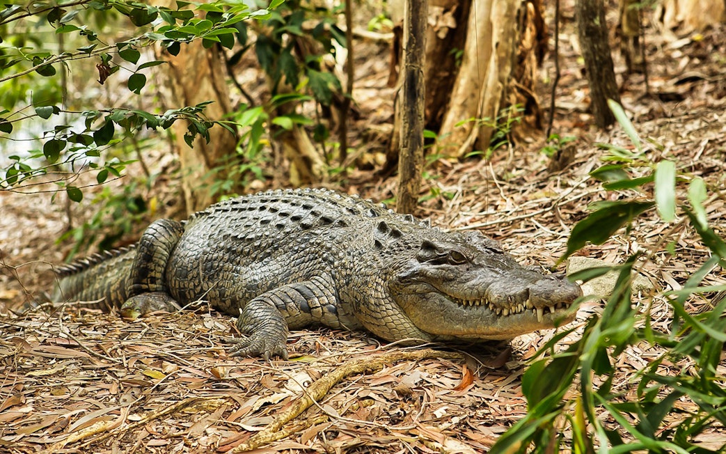 Crocodile resting on forest floor at Hartley’s Crocodile Adventures.
