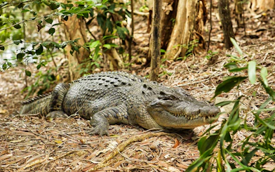 Crocodile resting on forest floor at Hartley’s Crocodile Adventures.