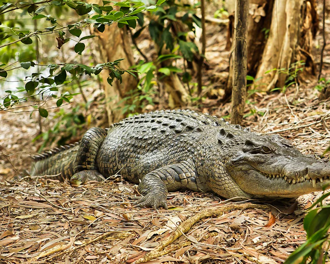 Half-Day Tour of Hartley’s Crocodile Adventures