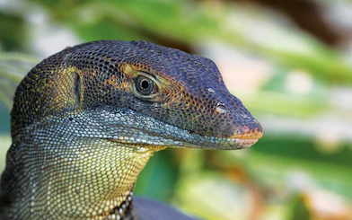 Monitor lizard at Hartley’s Crocodile Adventures, Australia.