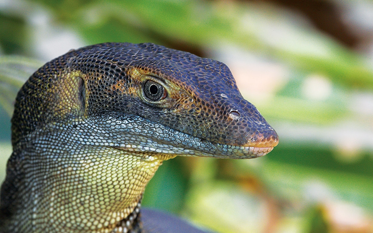 Monitor lizard at Hartley’s Crocodile Adventures, Australia.