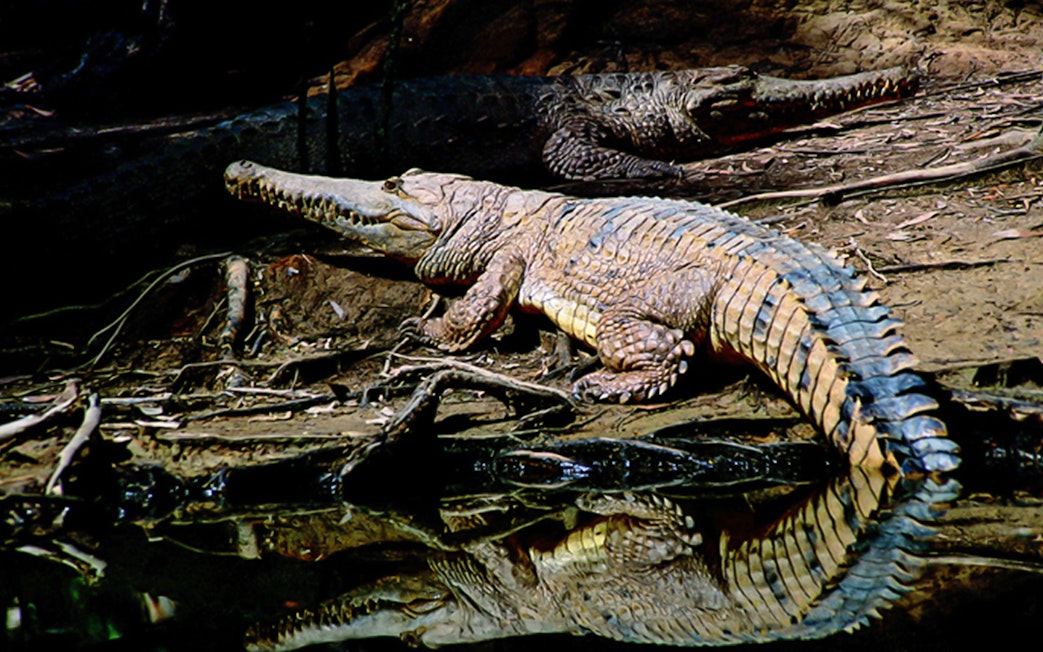 Crocodile resting by the water at Hartley’s Crocodile Adventures.
