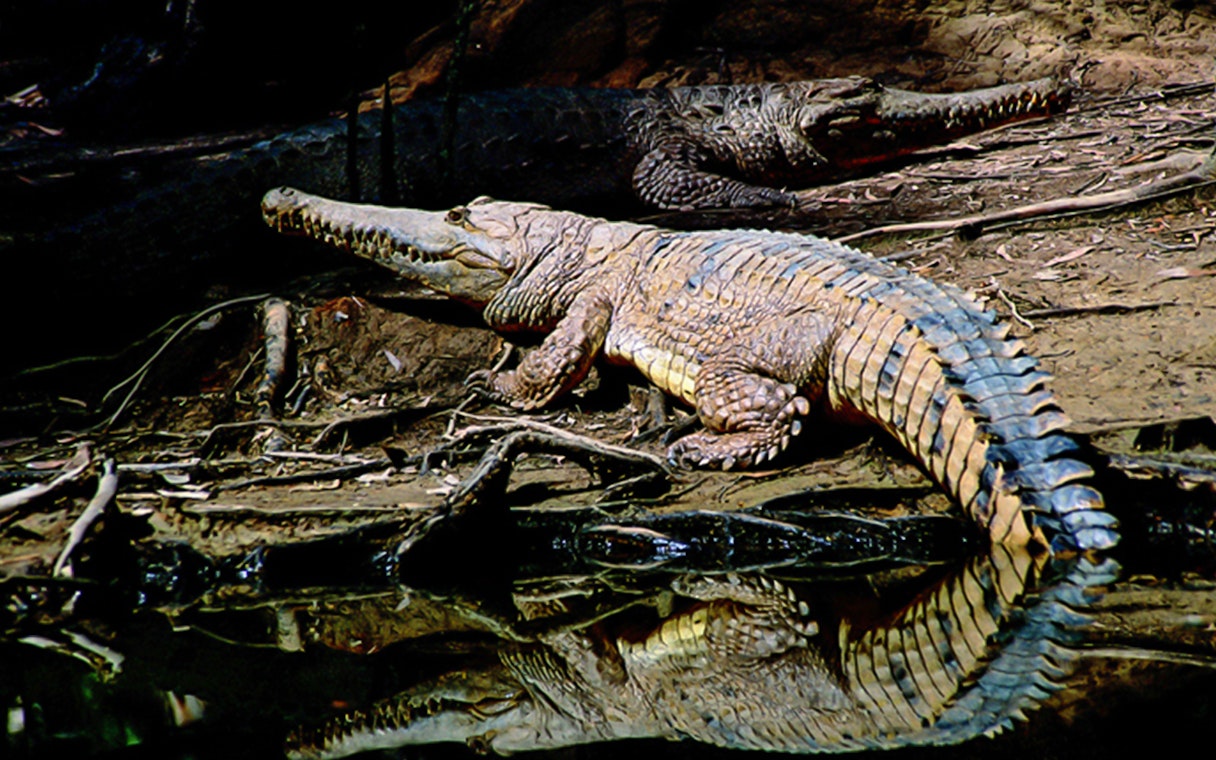 Crocodile resting by the water at Hartley’s Crocodile Adventures.