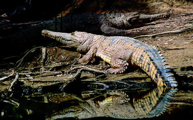 Crocodile resting by the water at Hartley’s Crocodile Adventures.