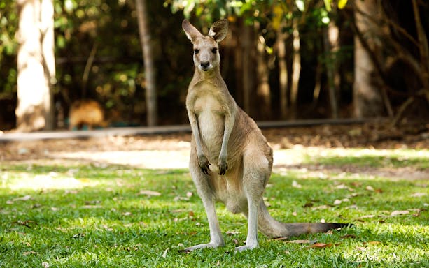 Kangaroo standing on grass at Hartley’s Crocodile Adventures.
