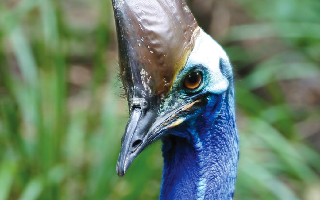 Cassowary close-up at Hartley’s Crocodile Adventures, Australia.