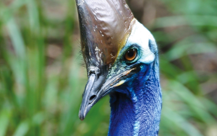 Cassowary close-up at Hartley’s Crocodile Adventures, Australia.