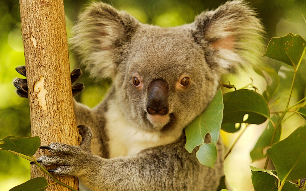 Koala clinging to a tree at Hartley’s Crocodile Adventures, Australia.