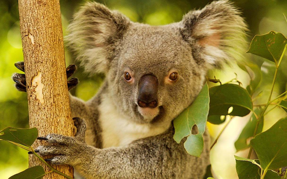 Koala clinging to a tree at Hartley’s Crocodile Adventures, Australia.