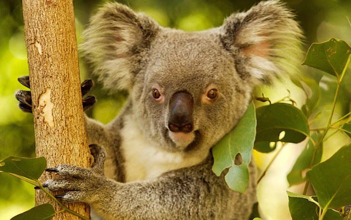 Koala clinging to a tree at Hartley’s Crocodile Adventures, Australia.