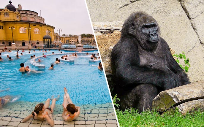 Budapest Széchenyi Spa pool and gorilla at Budapest Zoo.