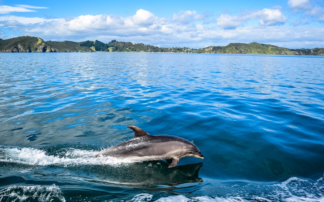 Dolphin swimming in the Bay of Islands during a small group tour from Auckland.