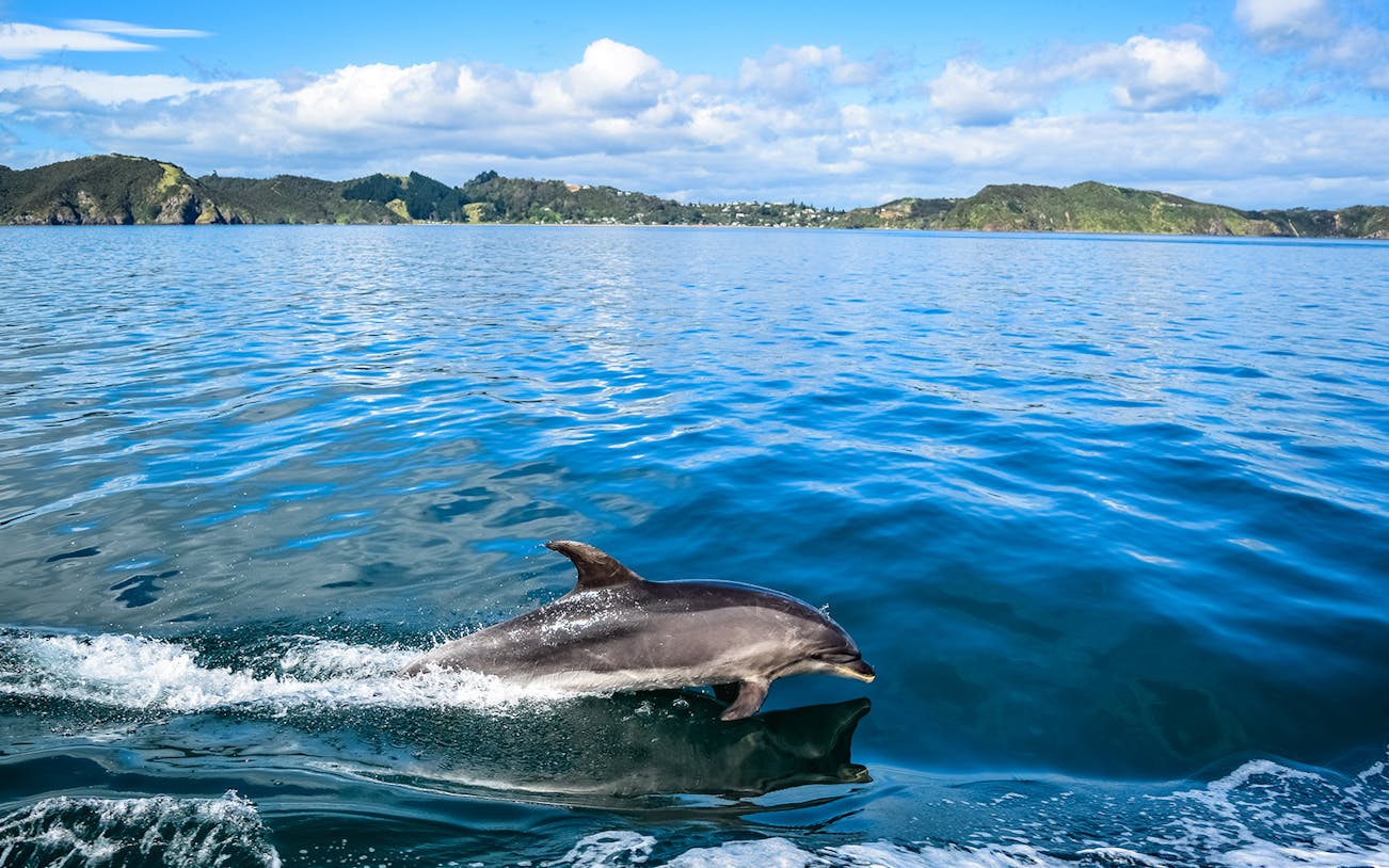 Dolphin swimming in the Bay of Islands during a small group tour from Auckland.