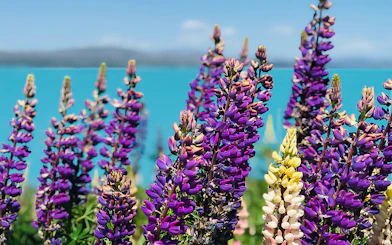 Lupins blooming by Lake Tekapo on a small group tour from Christchurch.