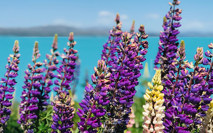Lupins blooming by Lake Tekapo on a small group tour from Christchurch.