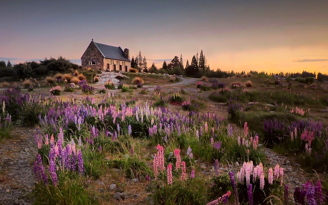 Church of the Good Shepherd surrounded by lupins at Lake Tekapo, New Zealand, during sunset.
